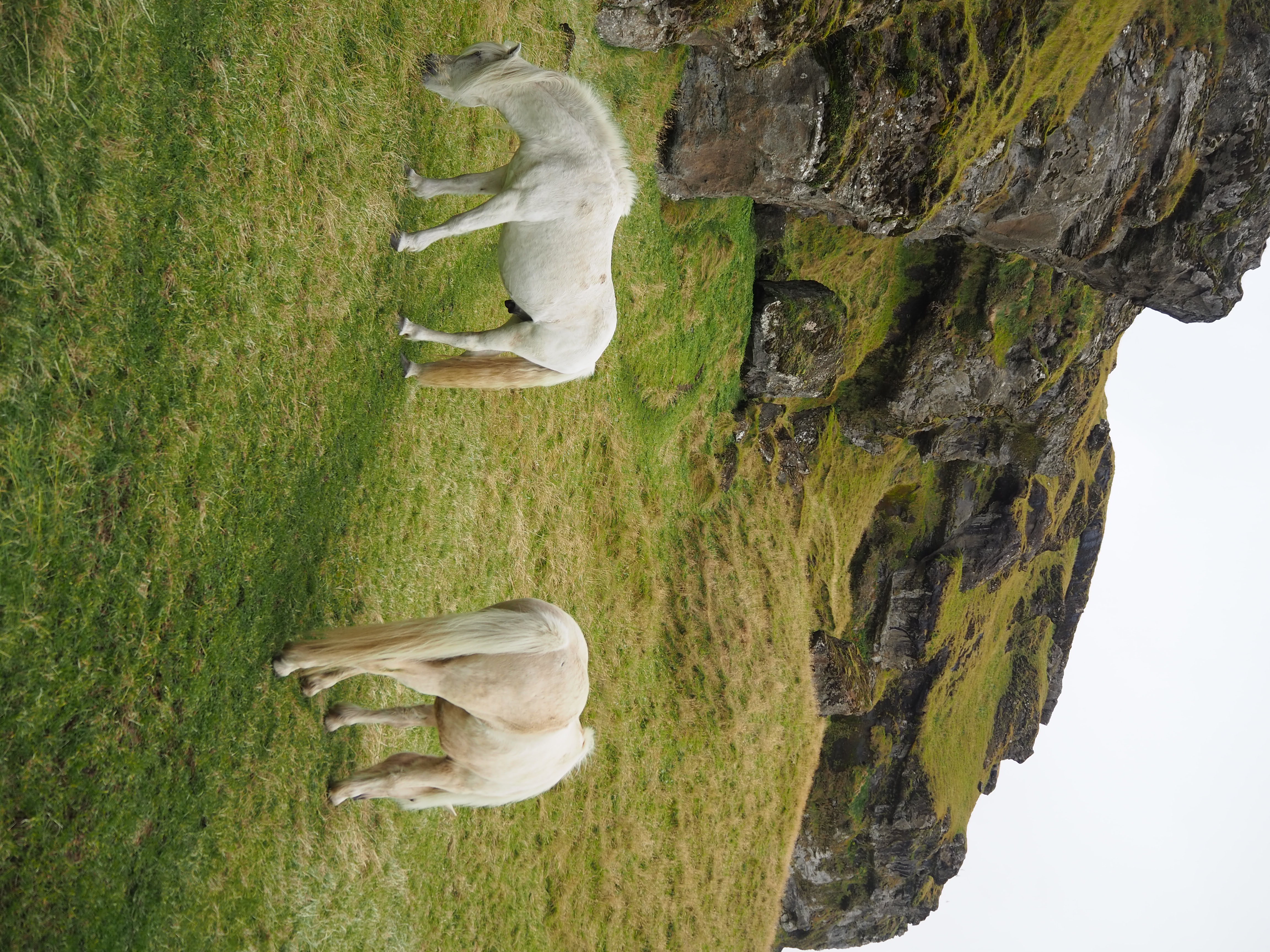 Iceland Horses