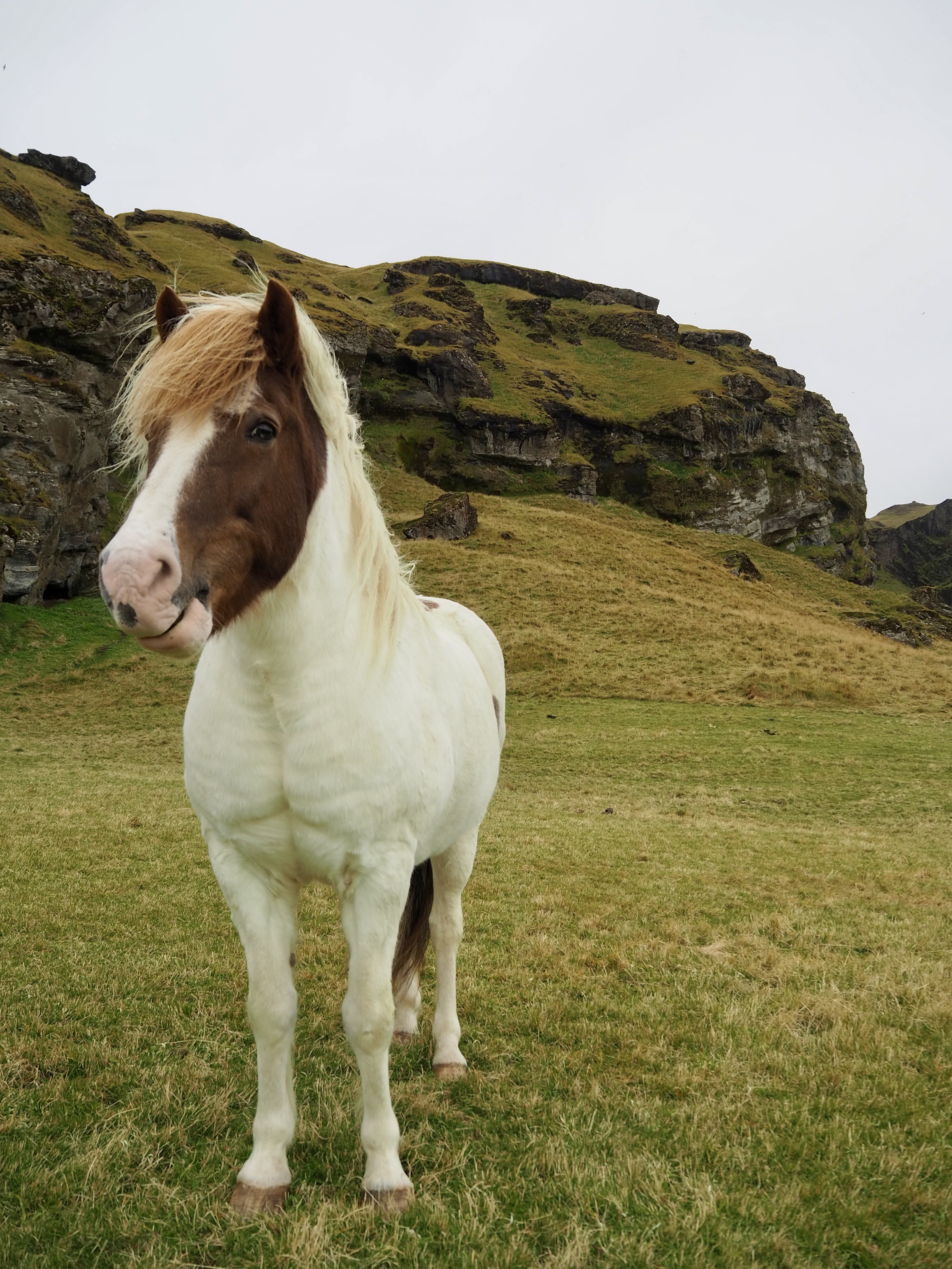 Iceland Horse Smile