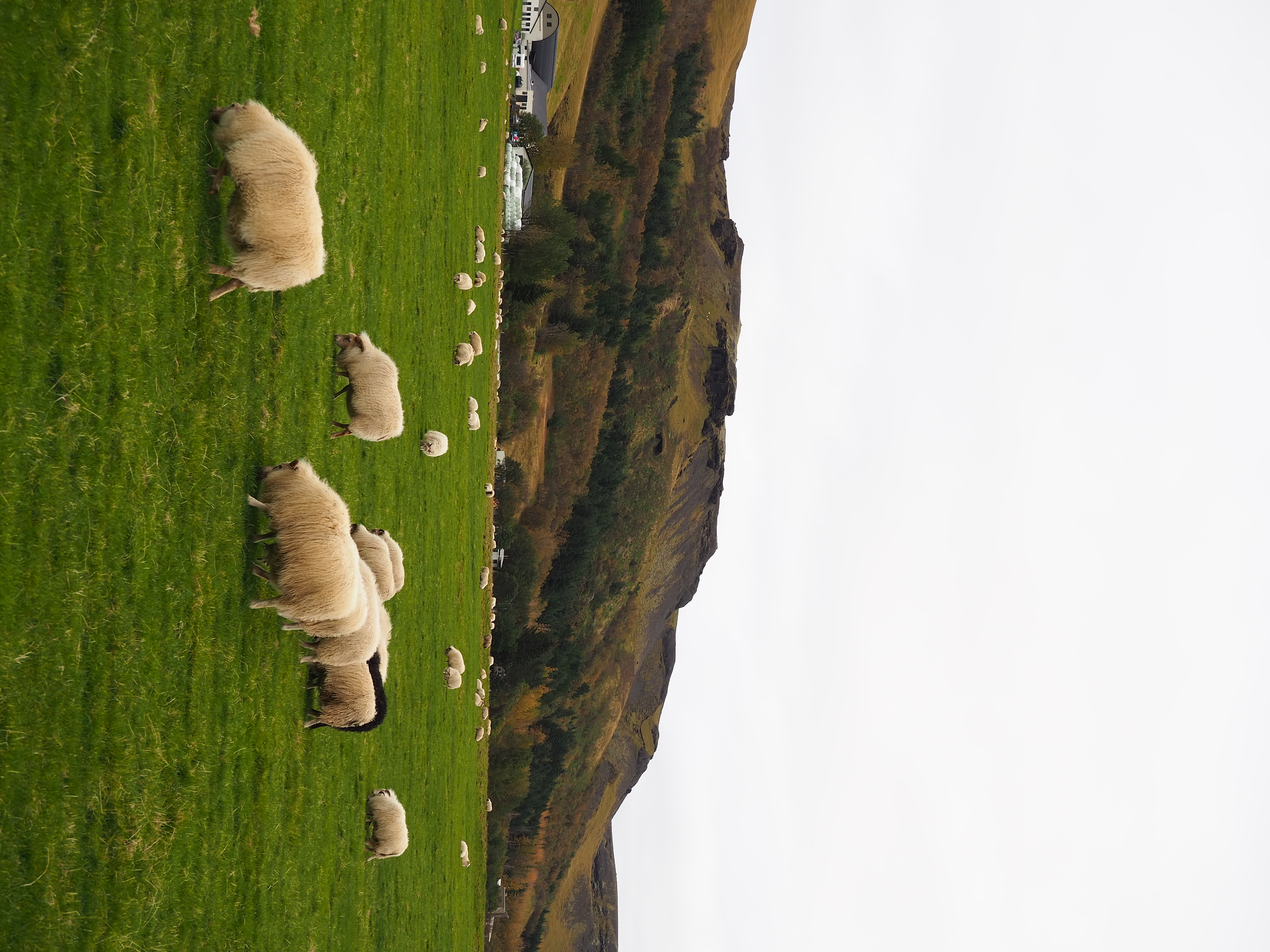 Iceland Sheep